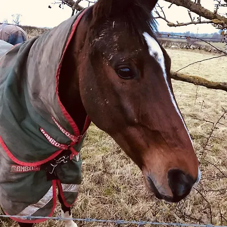 Holly - Village Location, 2miles From Penrith, District *